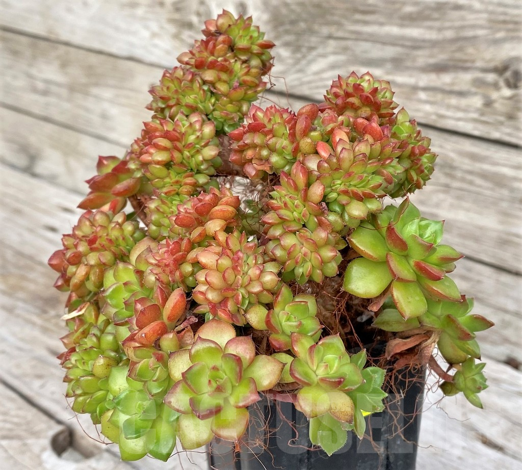 SHPR41162 Echeveria 'Letizia' f. cristata