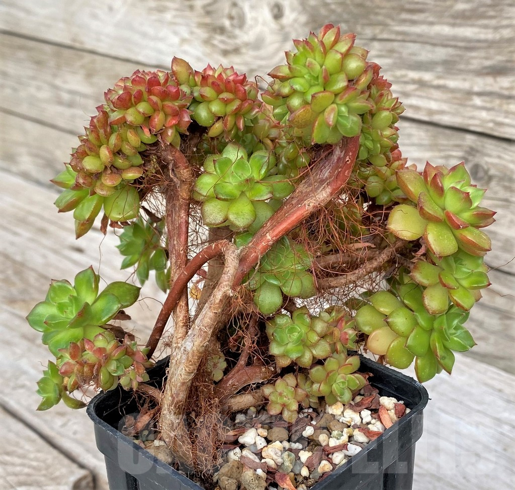 SHPR41162 Echeveria 'Letizia' f. cristata - immagine 3