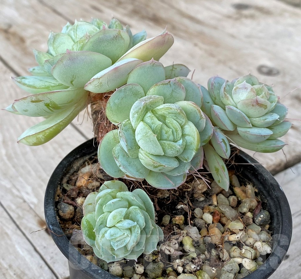 SHPR41164 Echeveria ‘Hanatsukiyo’ - Image 2