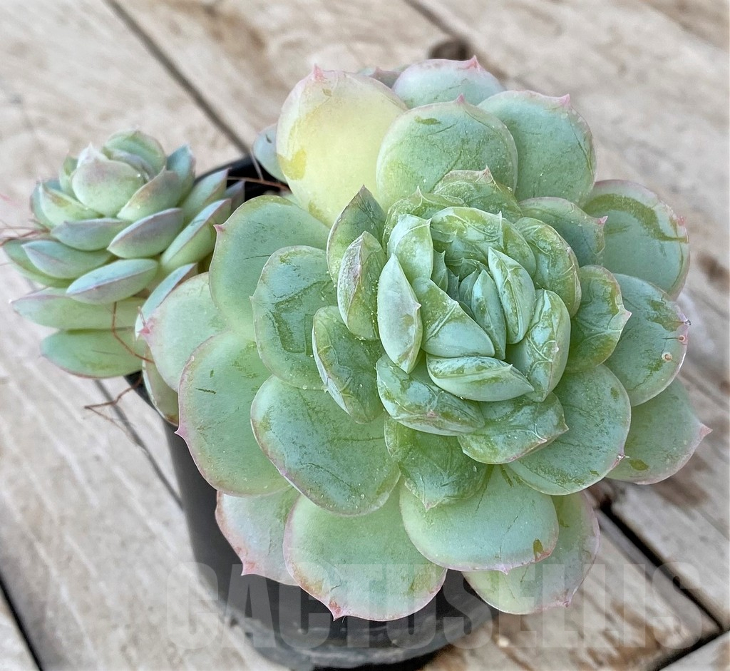 SHPR41164 Echeveria ‘Hanatsukiyo’