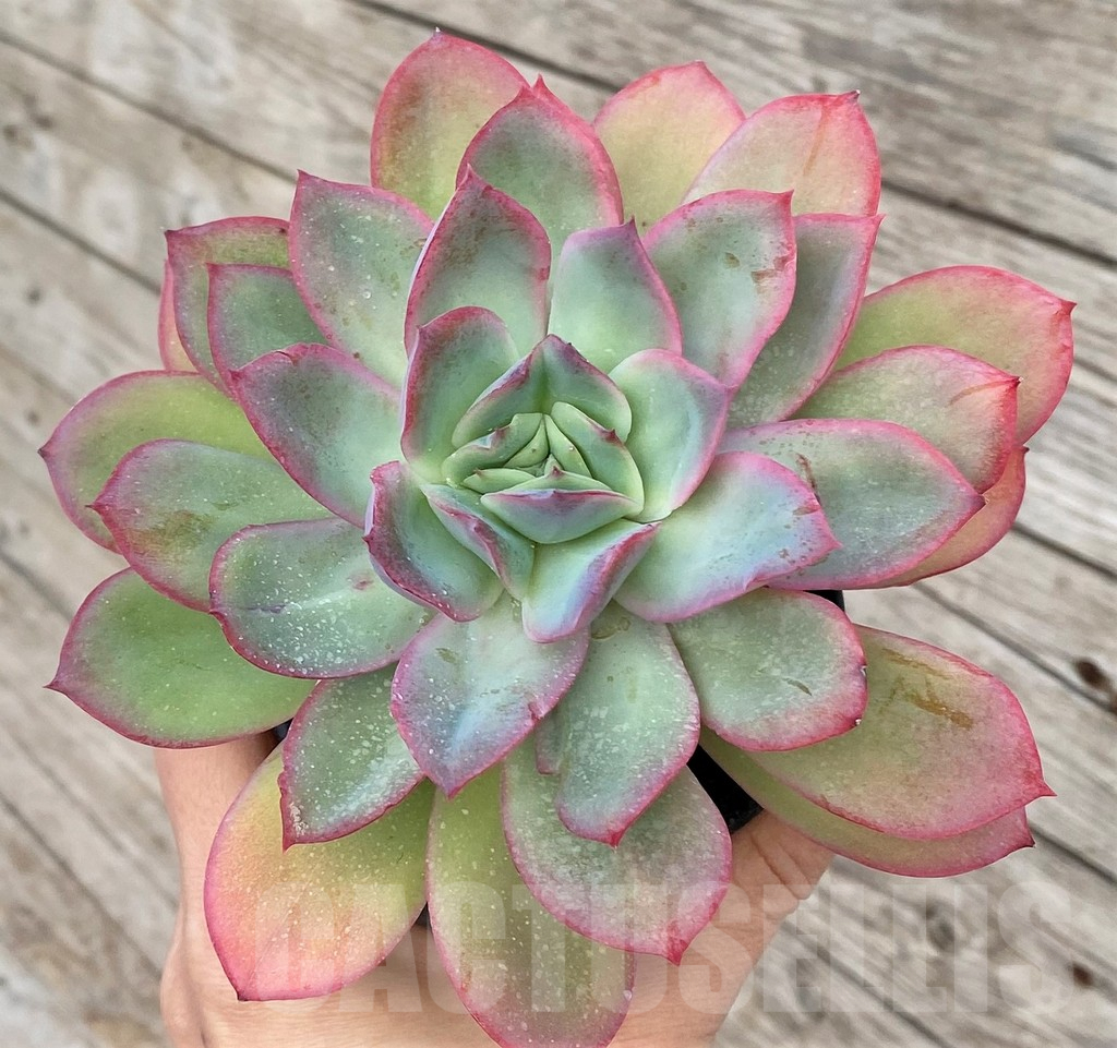 SHPR41165 Echeveria 'Luella'