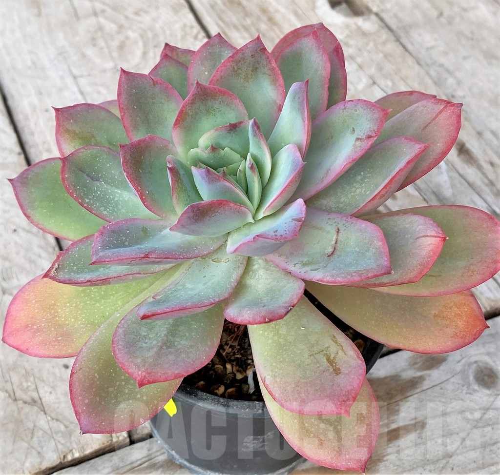 SHPR41165 Echeveria 'Luella' - 画像 (2)
