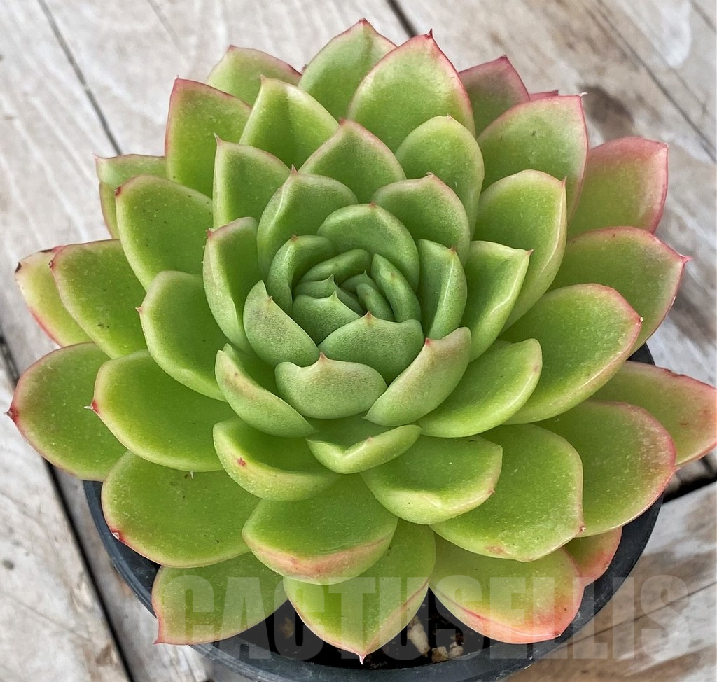 SHPR41166 Echeveria ‘Gilva’ – Image 2