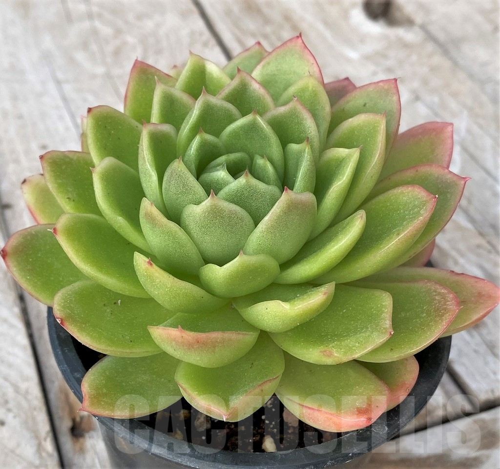 SHPR41166 Echeveria ‘Gilva’