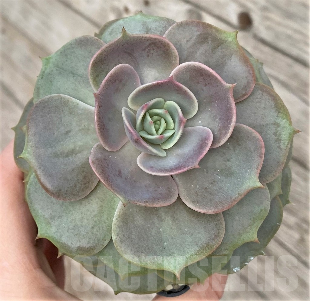 SHPR41167 Echeveria sp.