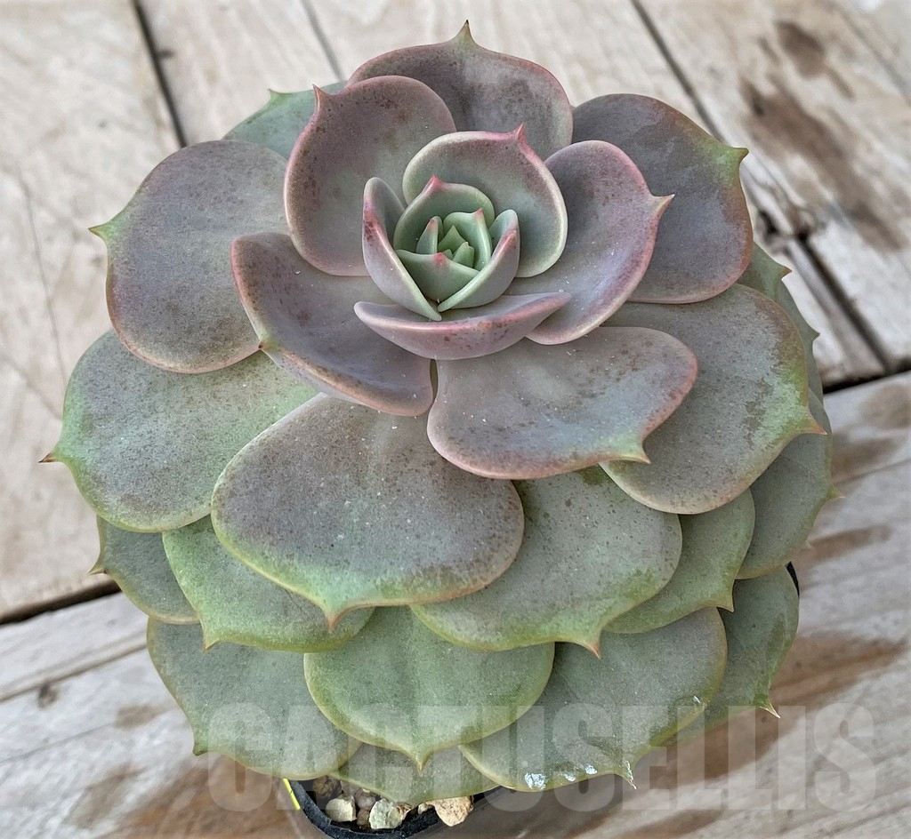 SHPR41167 Echeveria sp. - Image 2