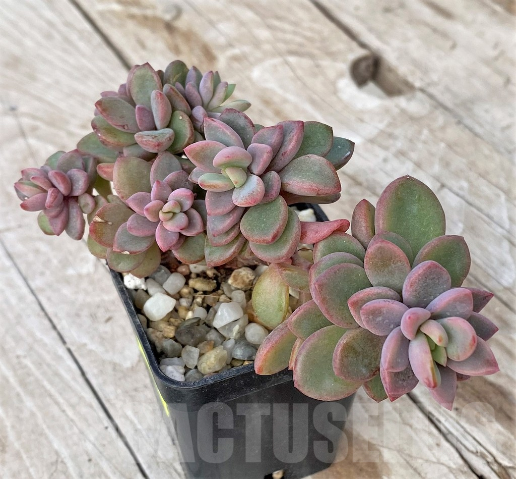 SHPR41169 Echeveria 'Rezry' - 画像 (2)