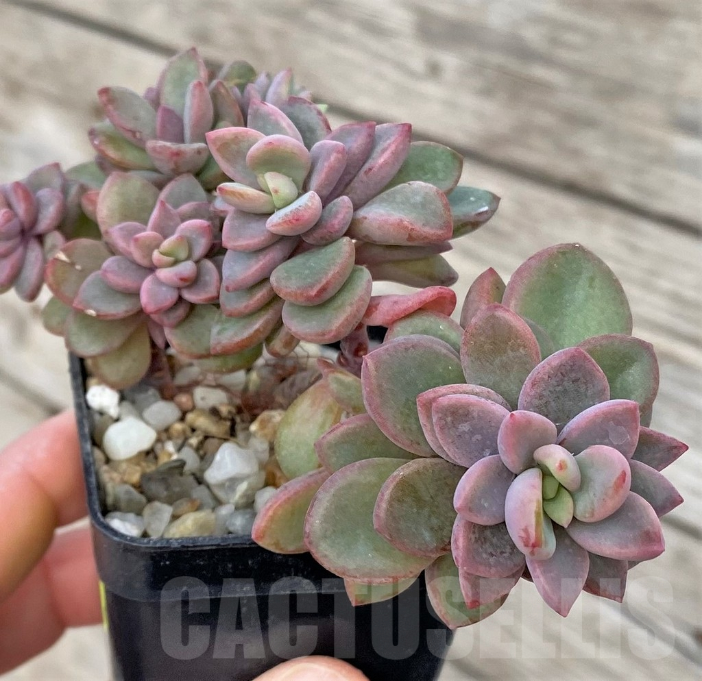 SHPR41169 Echeveria 'Rezry'