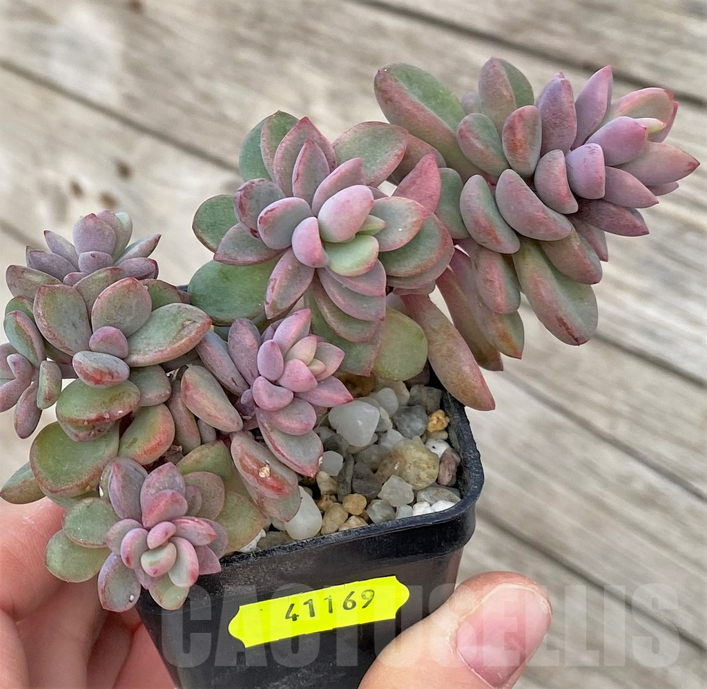 SHPR41169 Echeveria 'Rezry' - 画像 (3)