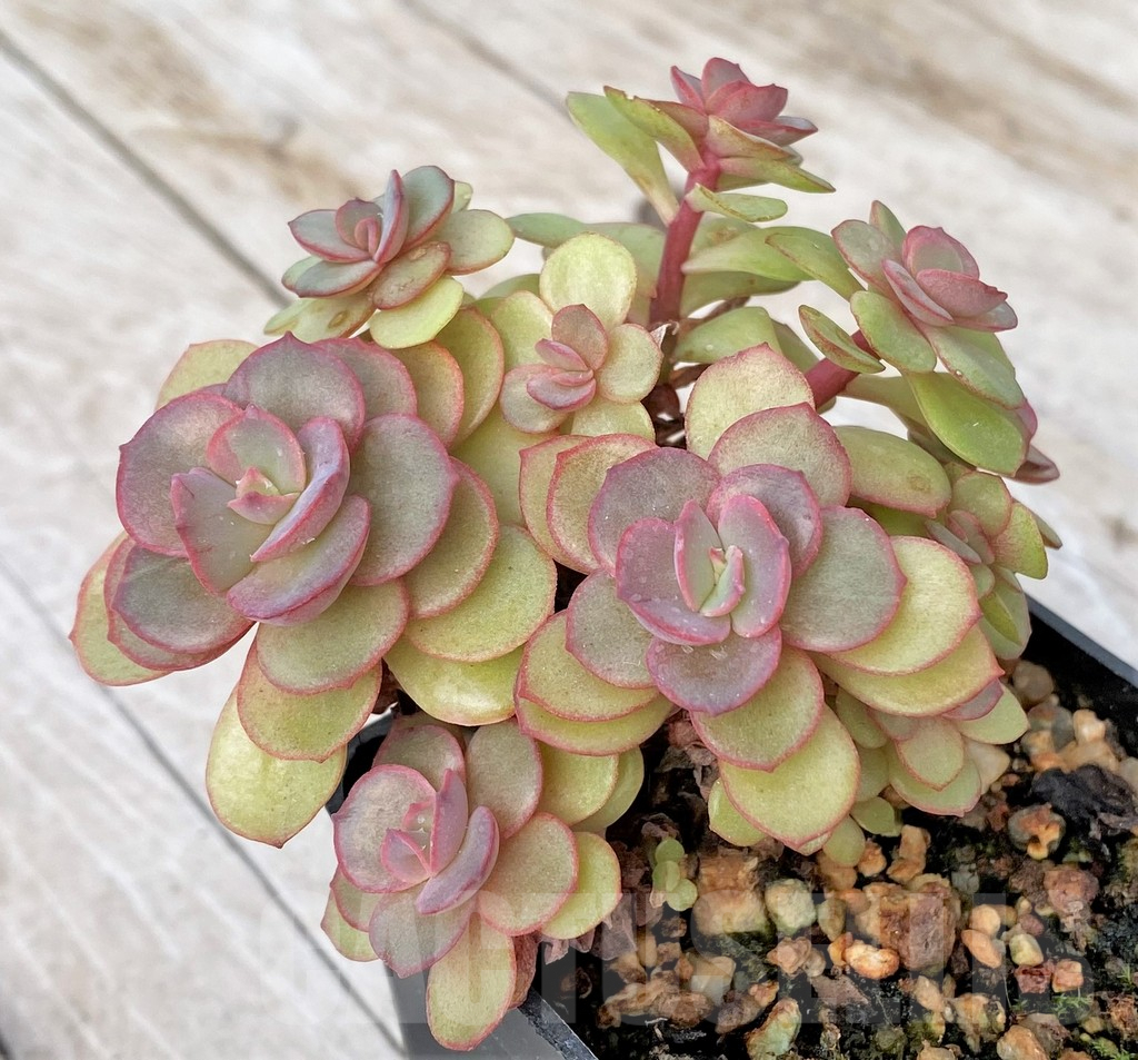 SHPR41175 Echeveria 'Suyon'