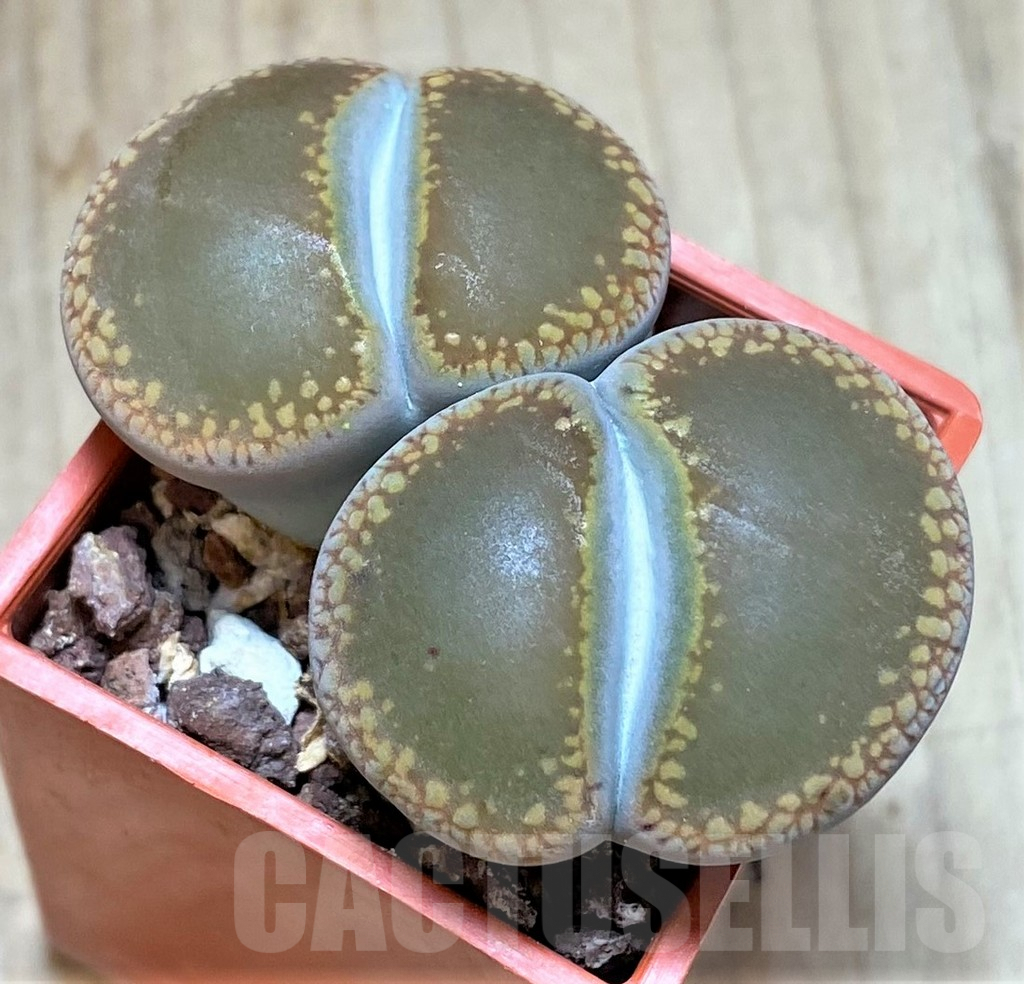 SHPR41060 Lithops aucampiae C012