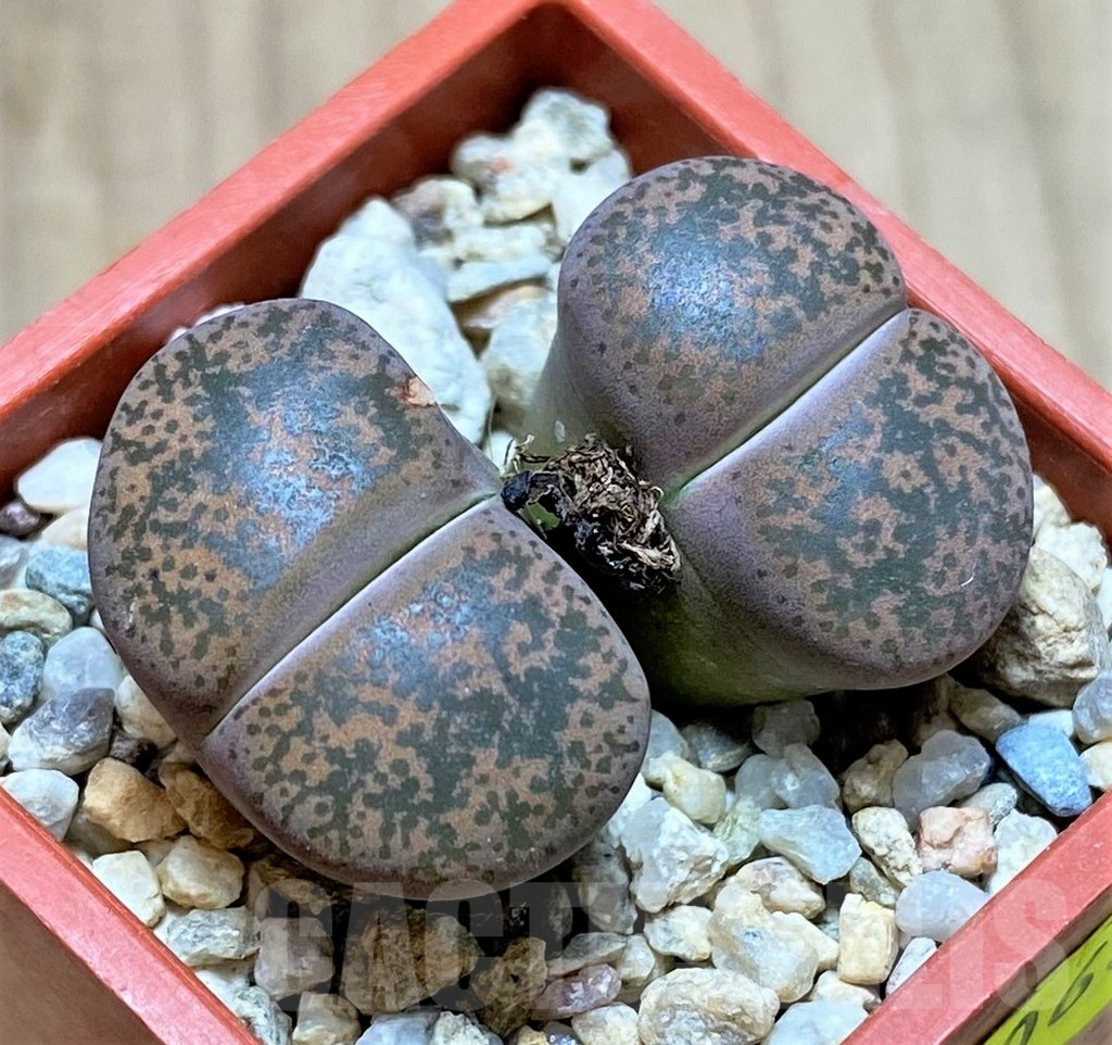SHPR41068 Lithops lesliei v. minor C006