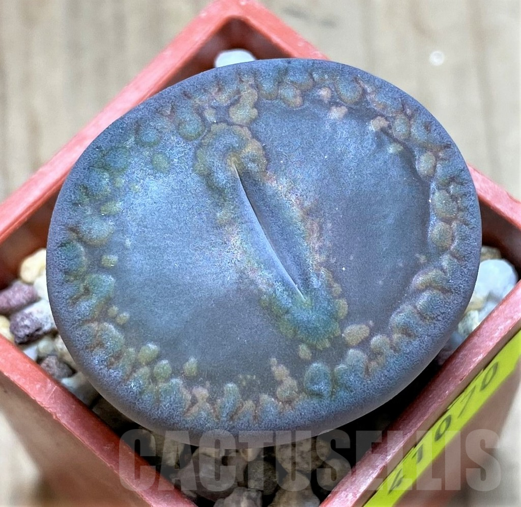 SHPR41070 Lithops aucampiae C012