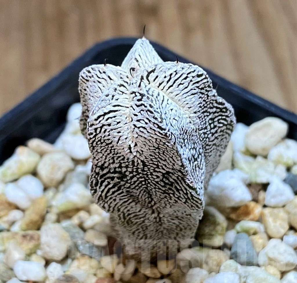 SH981 Astrophytum myriostigma 'Onzuka'