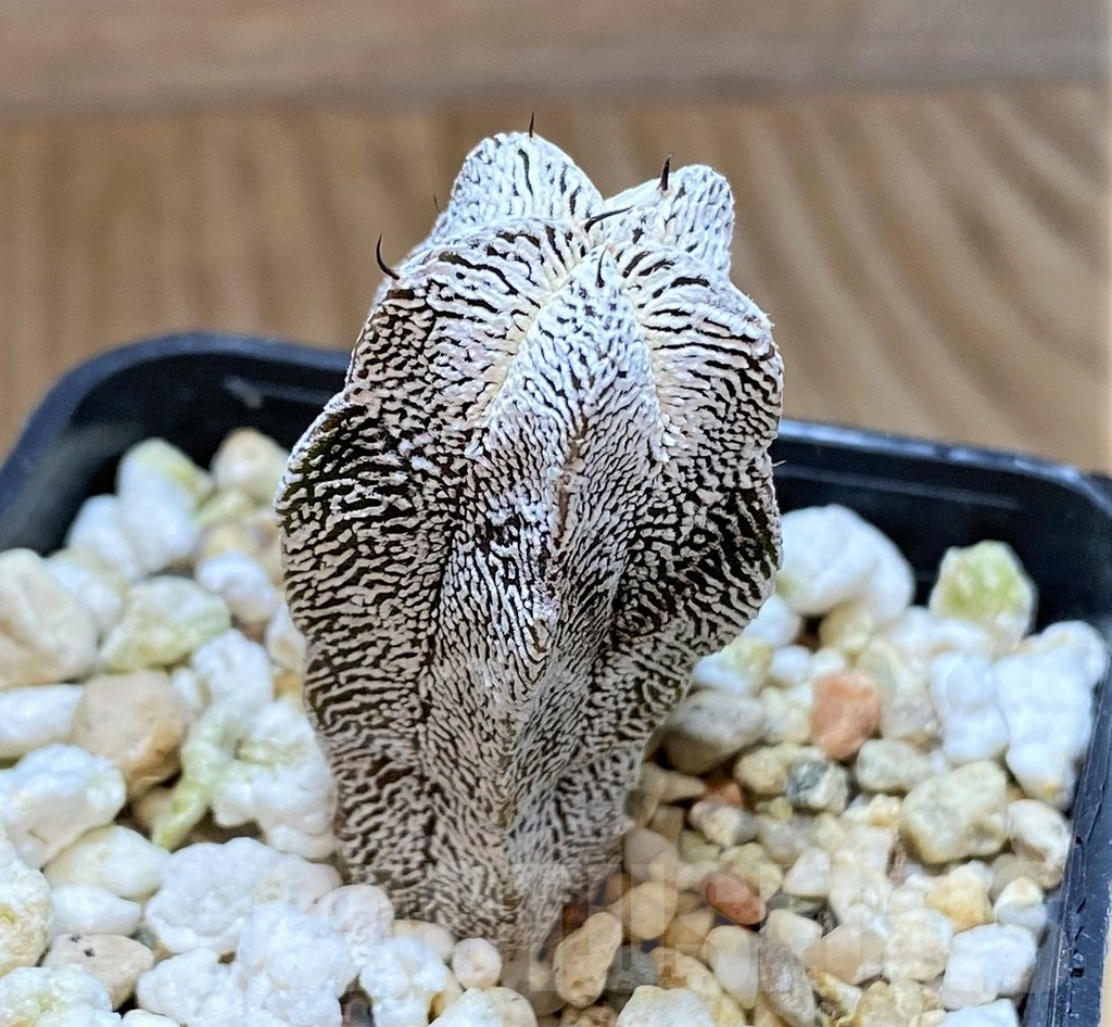 SH981 Astrophytum myriostigma 'Onzuka' - Imagen 2