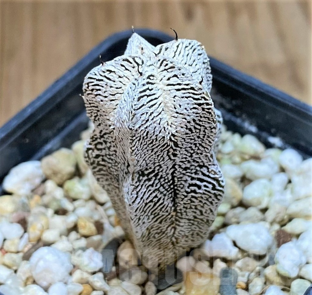 SH982 Astrophytum myriostigma 'Onzuka' - immagine 2