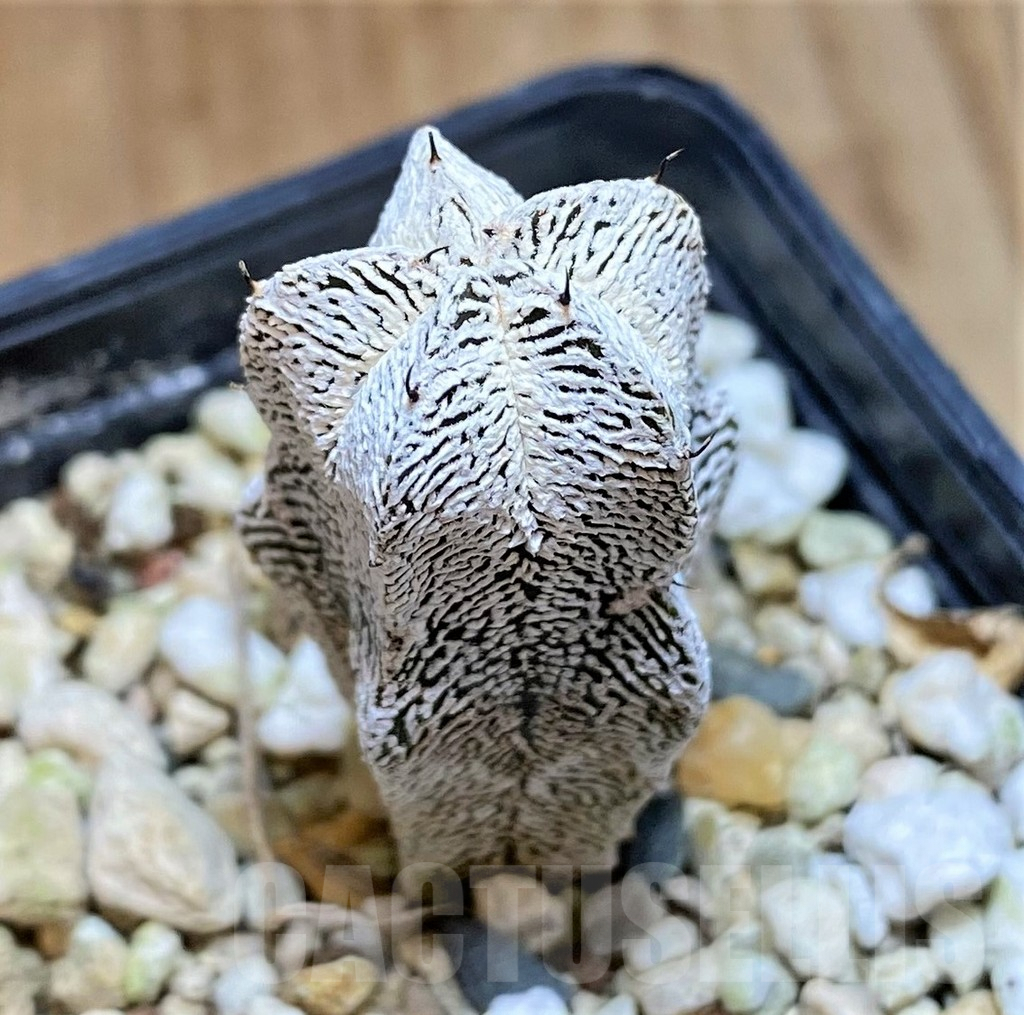 SH982 Astrophytum myriostigma 'Onzuka'