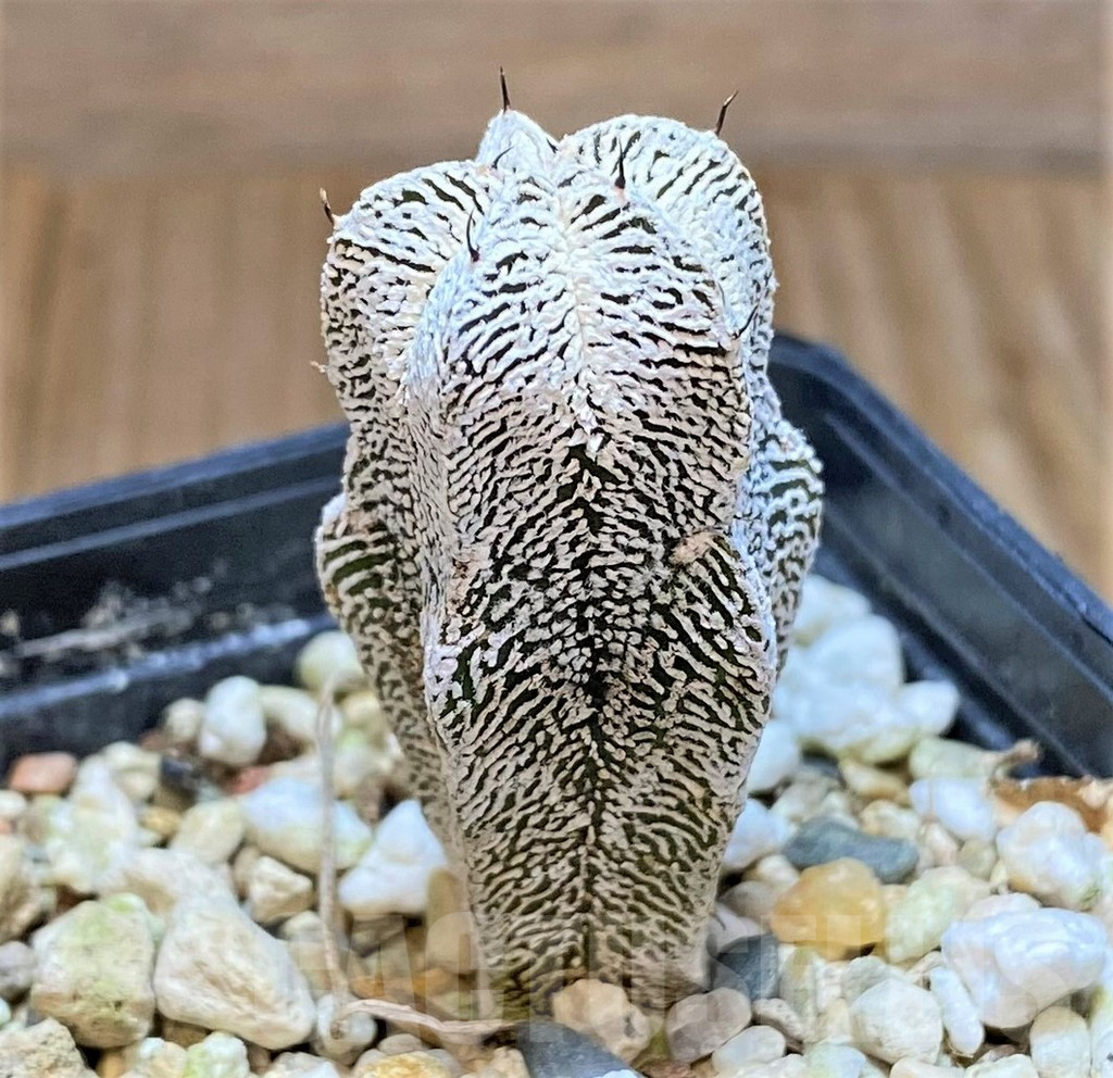 SH982 Astrophytum myriostigma 'Onzuka' - immagine 3