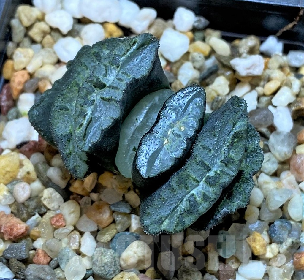 SHPR41084 Haworthia truncata 'Xuanwu Jade Fan'