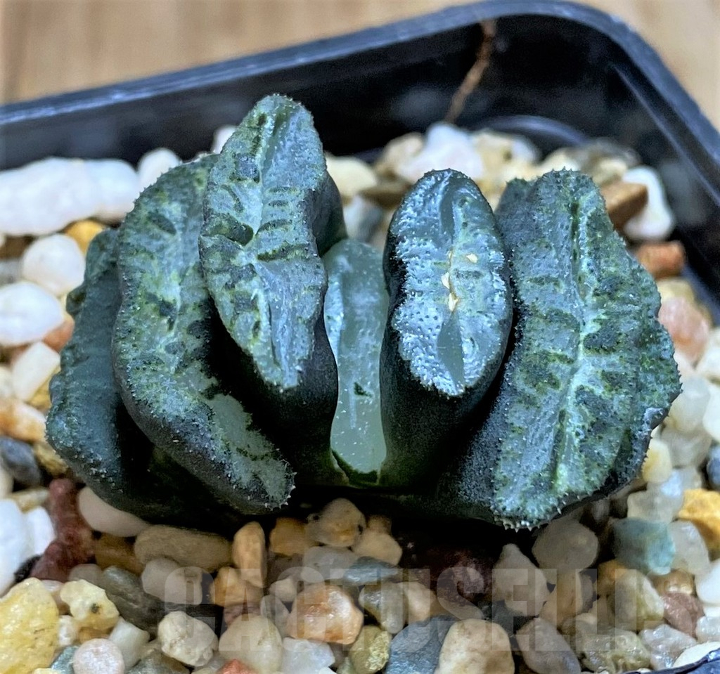 SHPR41084 Haworthia truncata 'Xuanwu Jade Fan' - Image 2