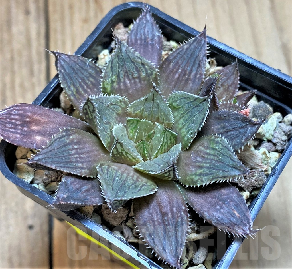 SHPR41085 Haworthia nortieri hybrid - immagine 2