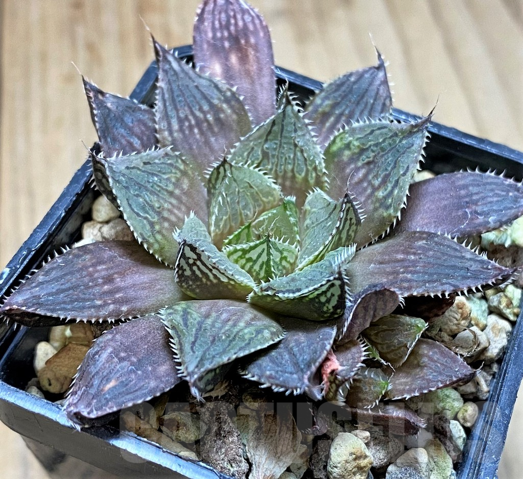 SHPR41085 Haworthia nortieri hybrid