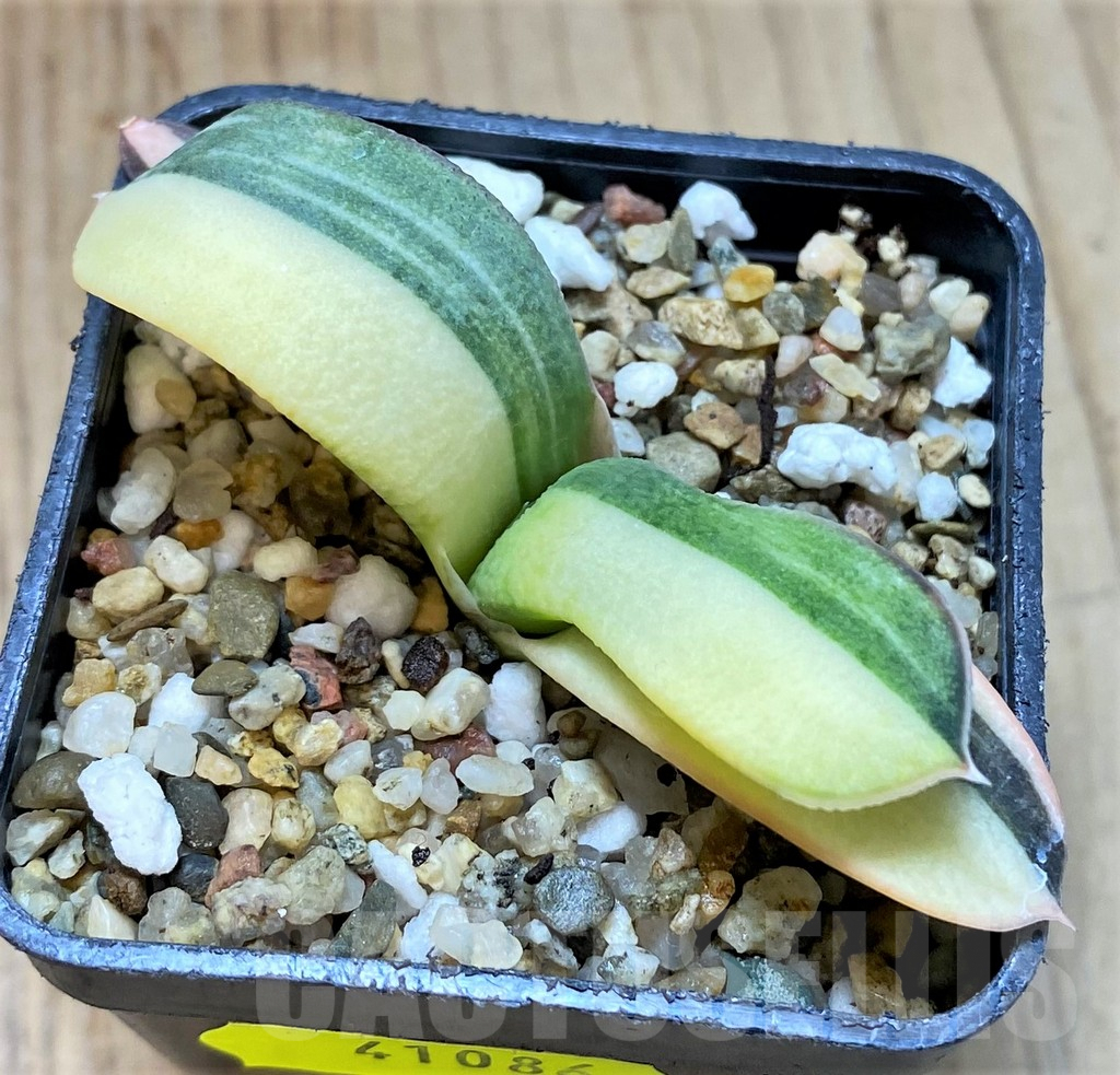 SHPR41086 Gasteria hybrid f. variegata