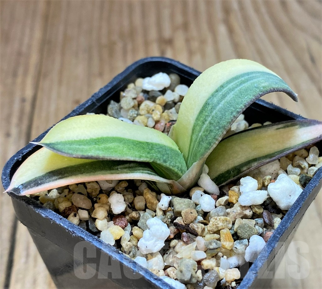 SHPR41086 Gasteria hybrid f. variegata - Image 2