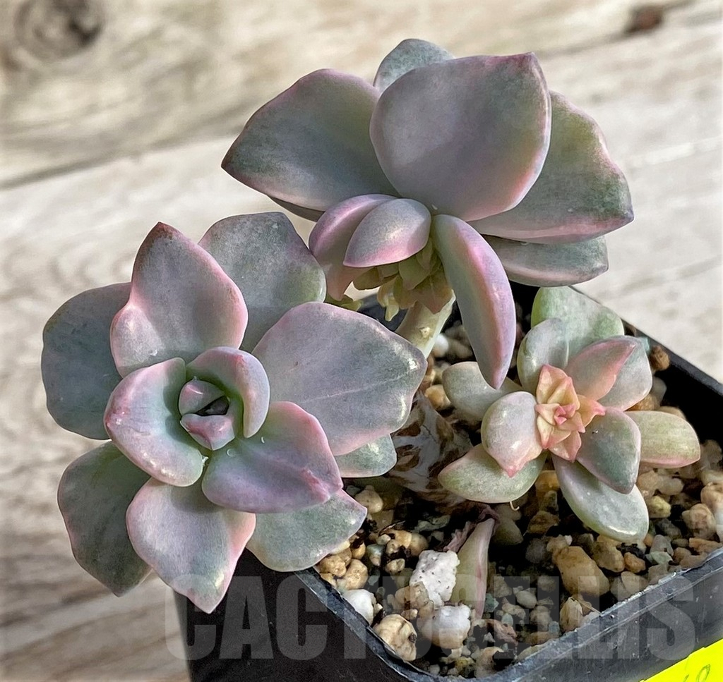 SHPR41149 Graptoveria 'Mrs Richards' - immagine 2