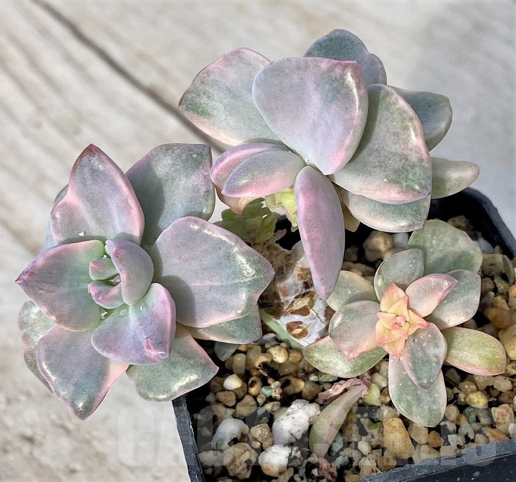 SHPR41149 Graptoveria 'Mrs Richards'