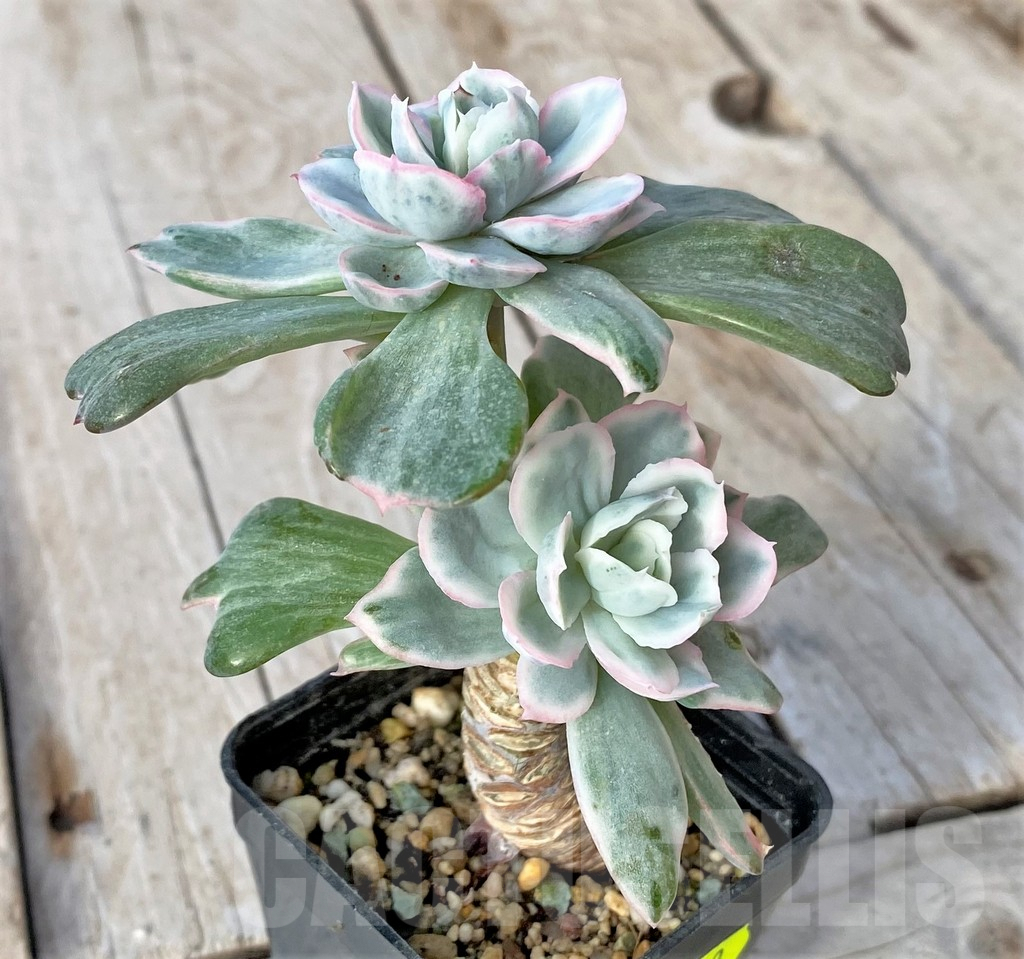 SHPR41150 Echeveria 'Berkeley Light'