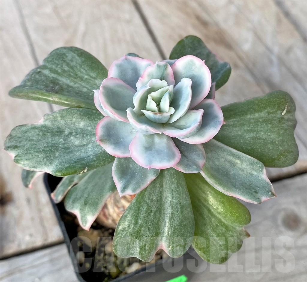 SHPR41150 Echeveria 'Berkeley Light' - Image 2