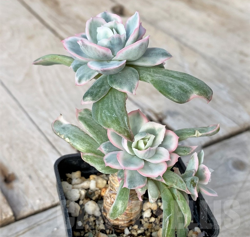 SHPR41151 Echeveria 'Berkeley Light'
