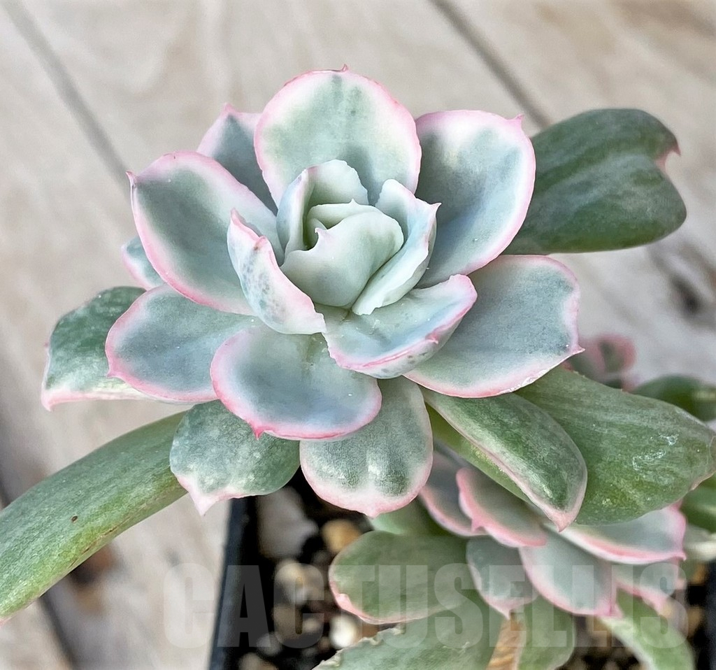 SHPR41151 Echeveria 'Berkeley Light' - Image 2