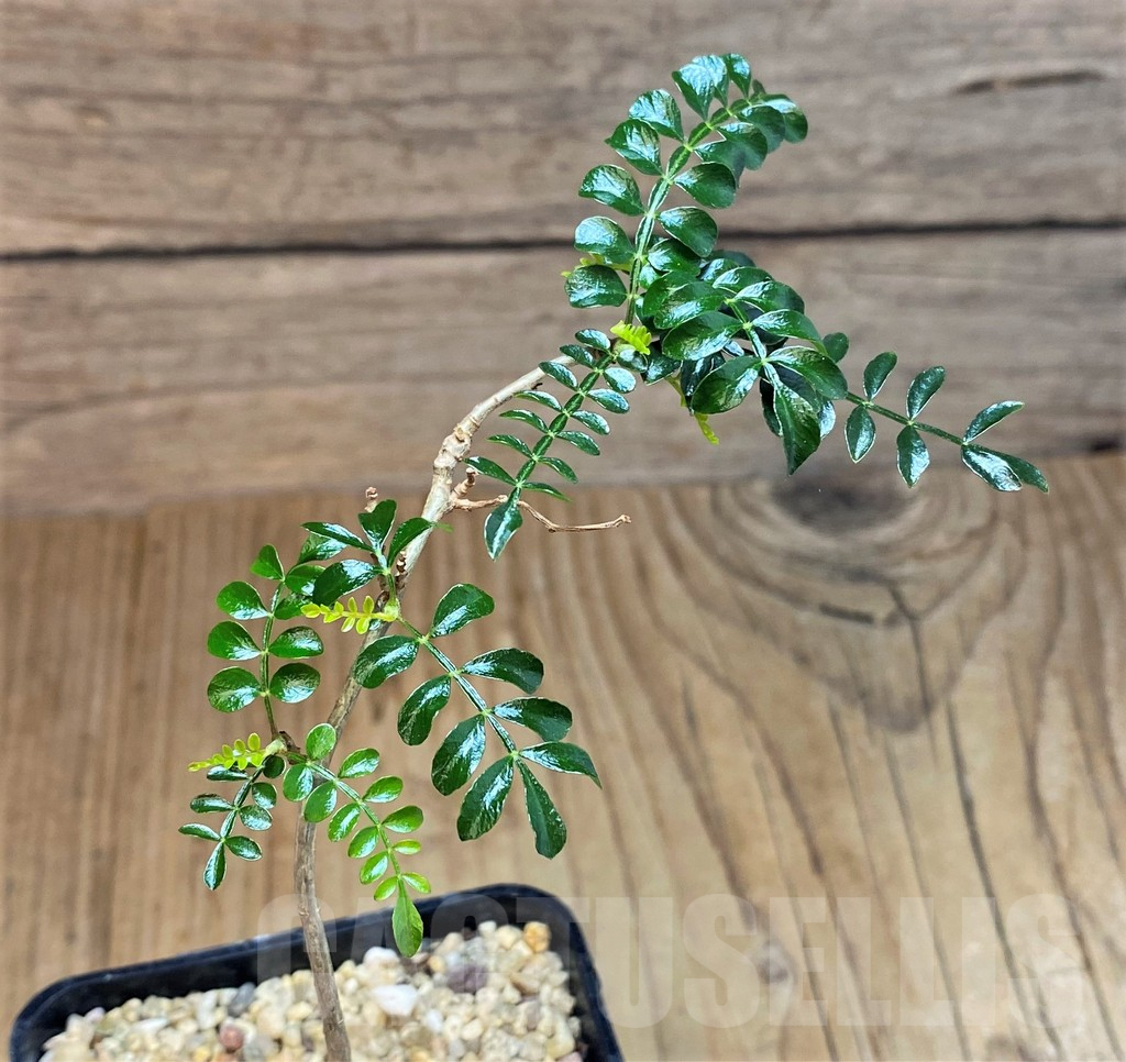 SHPR42585 Operculicarya pachypus