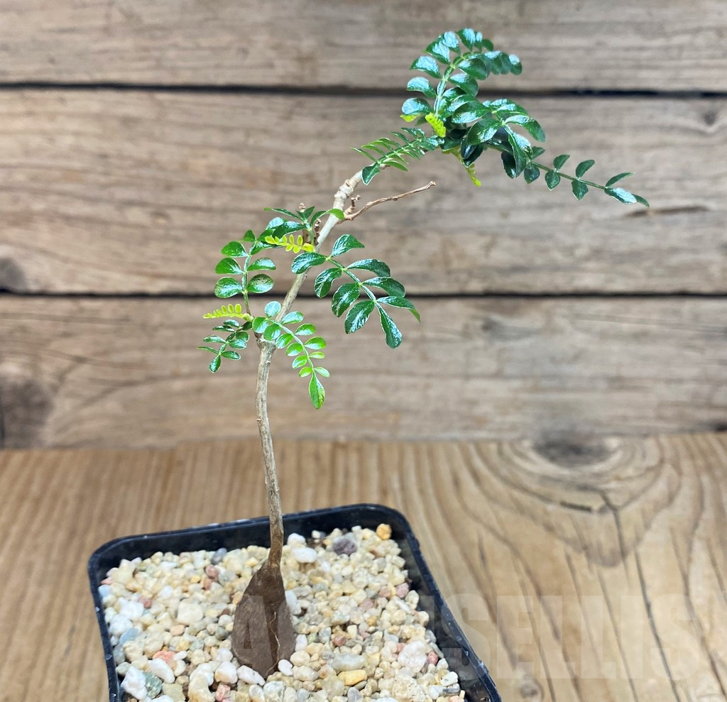 SHPR42585 Operculicarya pachypus - Image 2