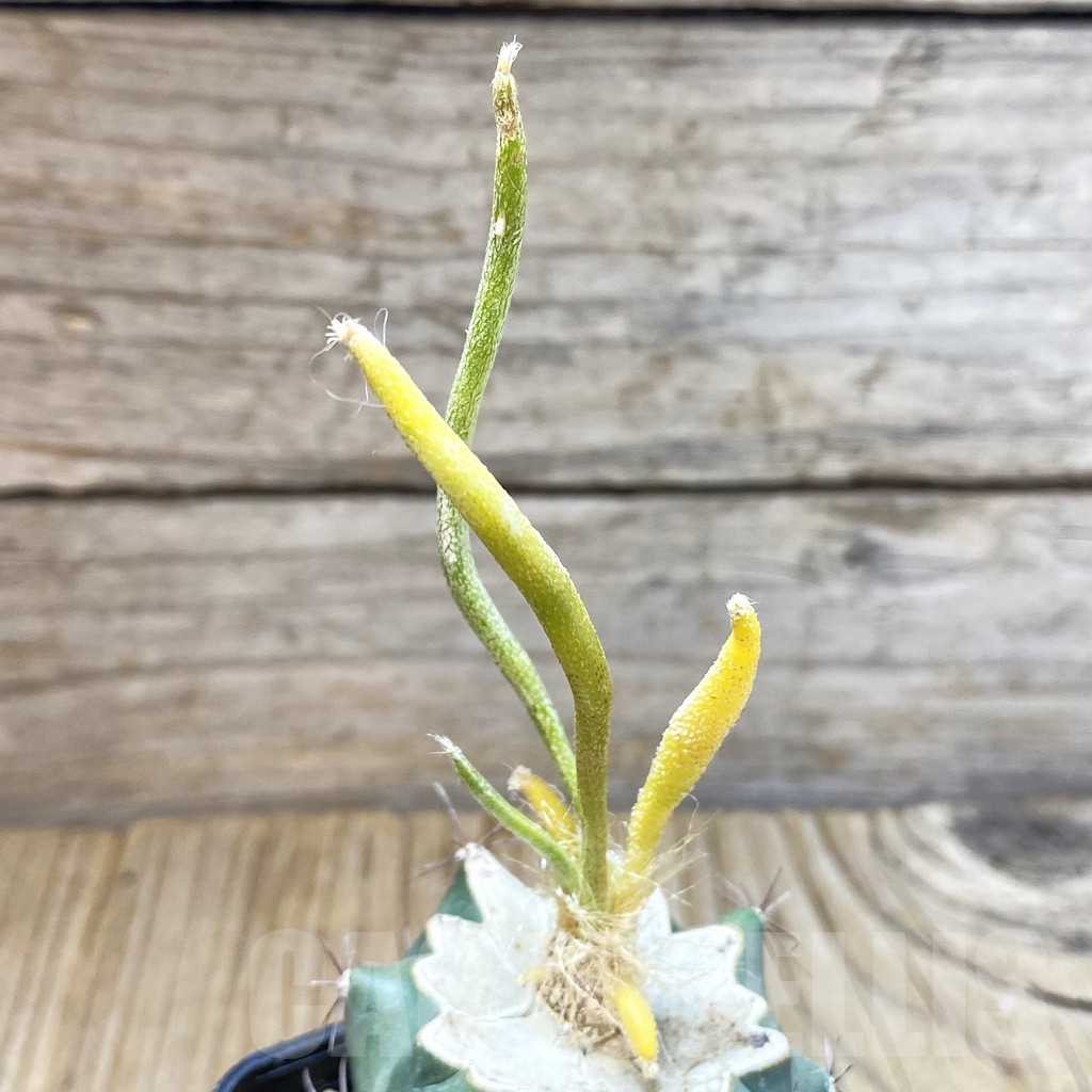 SH4136 Astrophytum caput-medusae f. variegata, grafted