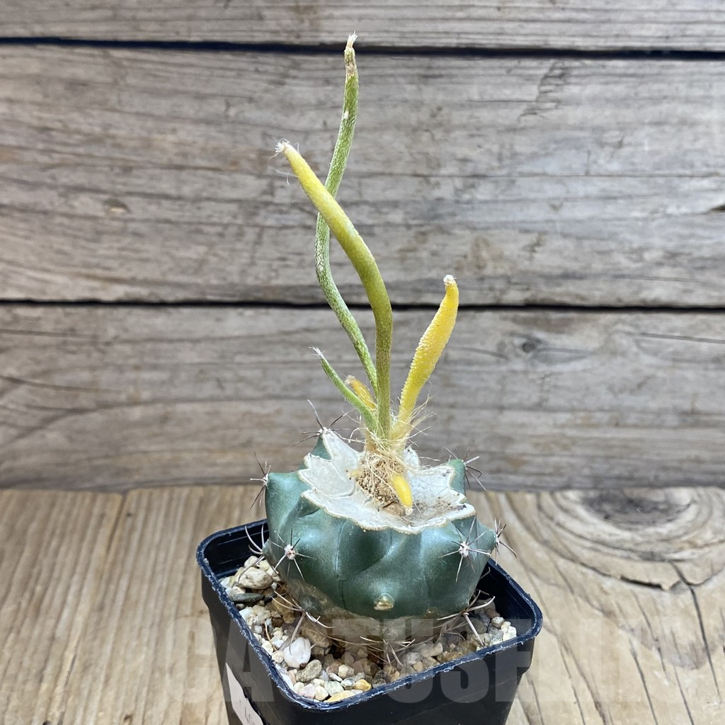 SH4136 Astrophytum caput-medusae f. variegata, grafted - immagine 2