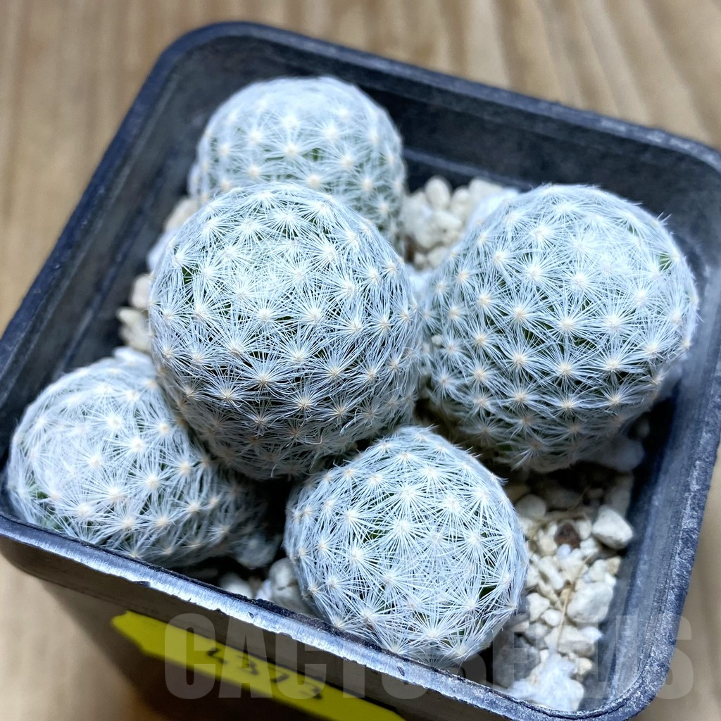 SH4373 Mammillaria humboldtii f. caespitosa