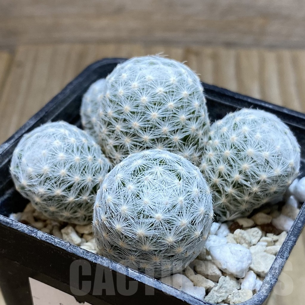 SH4373 Mammillaria humboldtii f. caespitosa - Obrázek 2