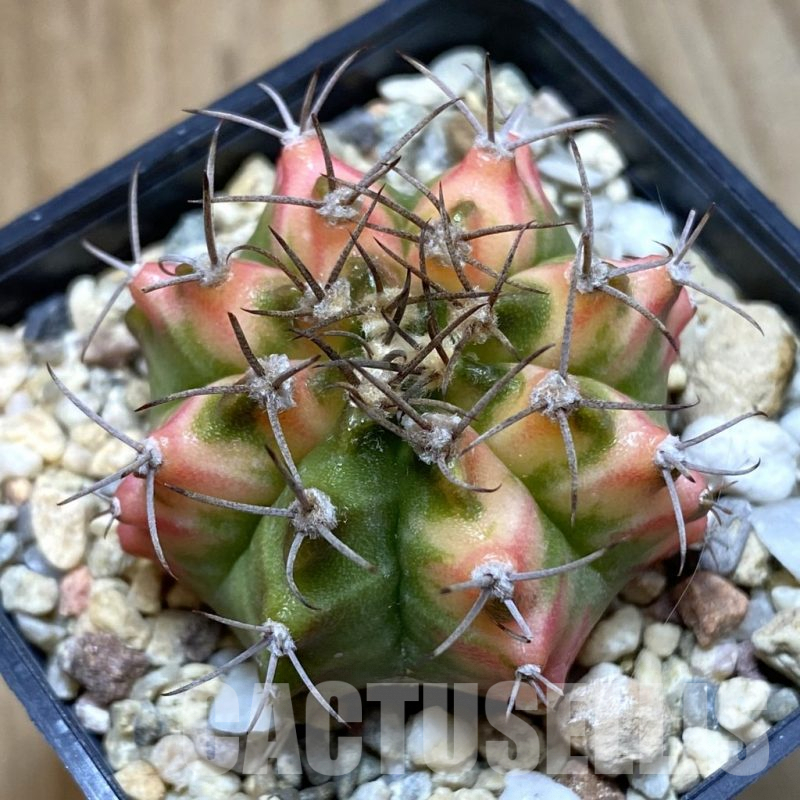 SH4777 Gymnocalycium mihanovichii ‘Multicolor’