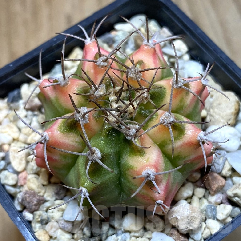 SH4777 Gymnocalycium mihanovichii ‘Multicolor’