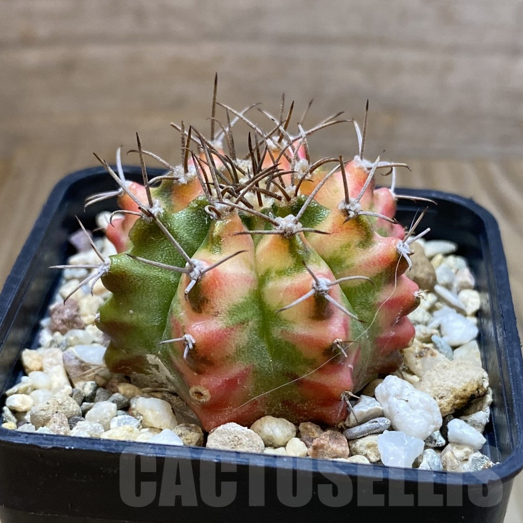SH4777 Gymnocalycium mihanovichii ‘Multicolor’ - Image 2