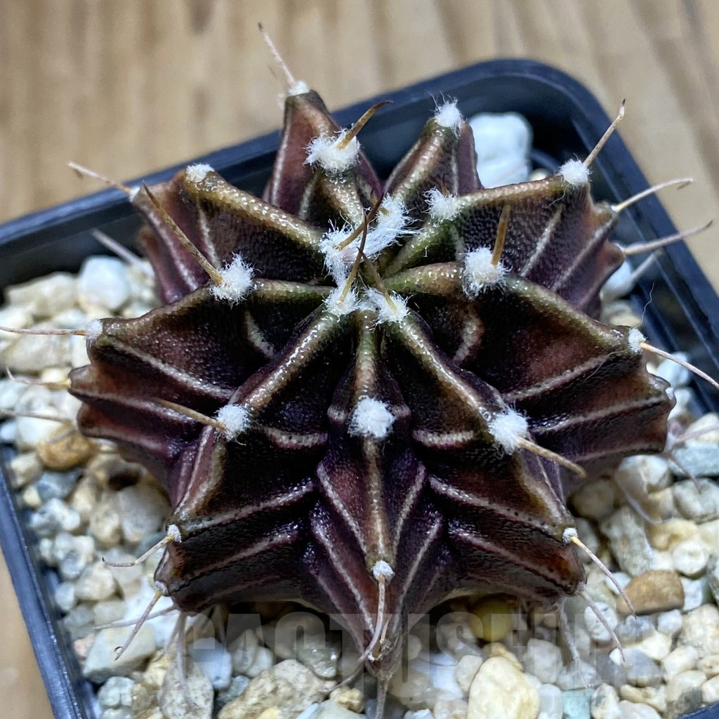 SH4778 Gymnocalycium mihanovichii ‘Zebra’, seedling