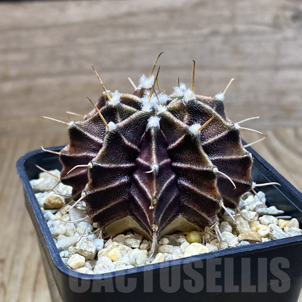 SH4778 Gymnocalycium mihanovichii ‘Zebra’, seedling - Image 2