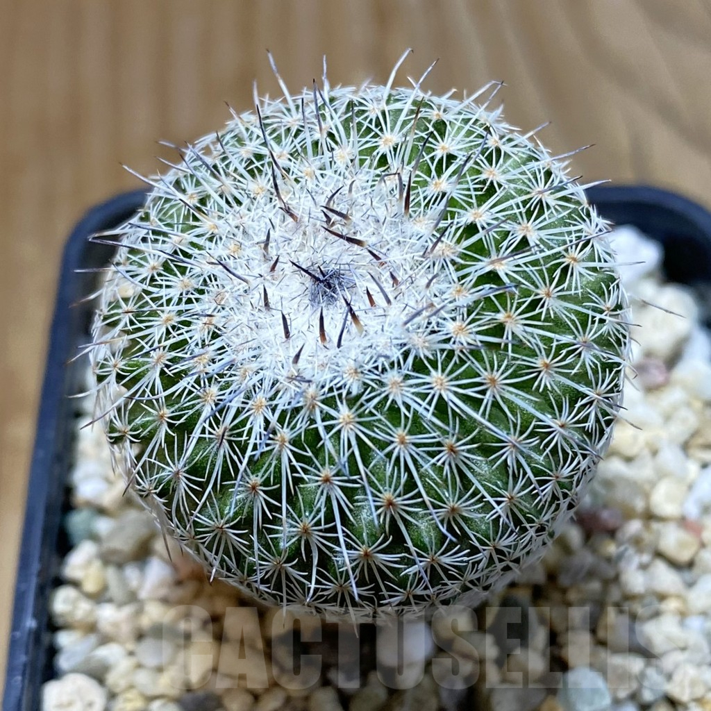 SH4780 Epithelantha micromeris v. unguispina