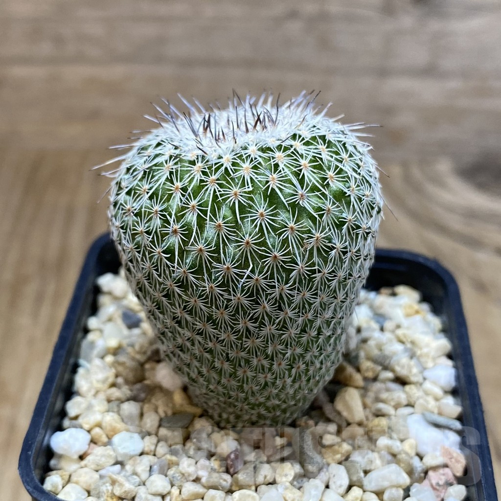 SH4780 Epithelantha micromeris v. unguispina - Зображення 2