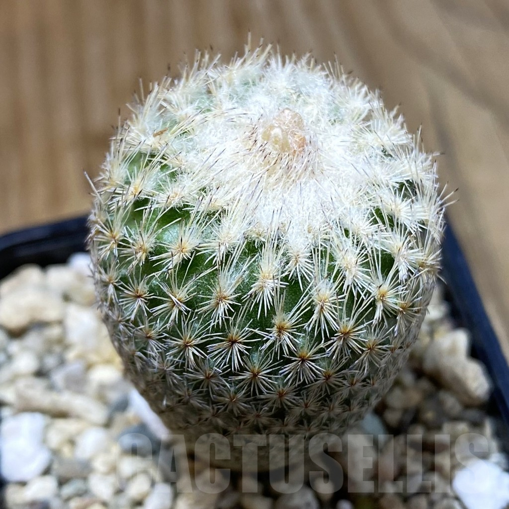 SH4781 Epithelantha bokei