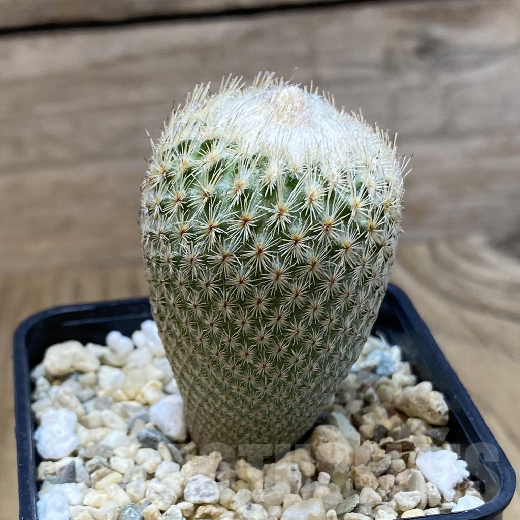 SH4781 Epithelantha bokei - 画像 (2)