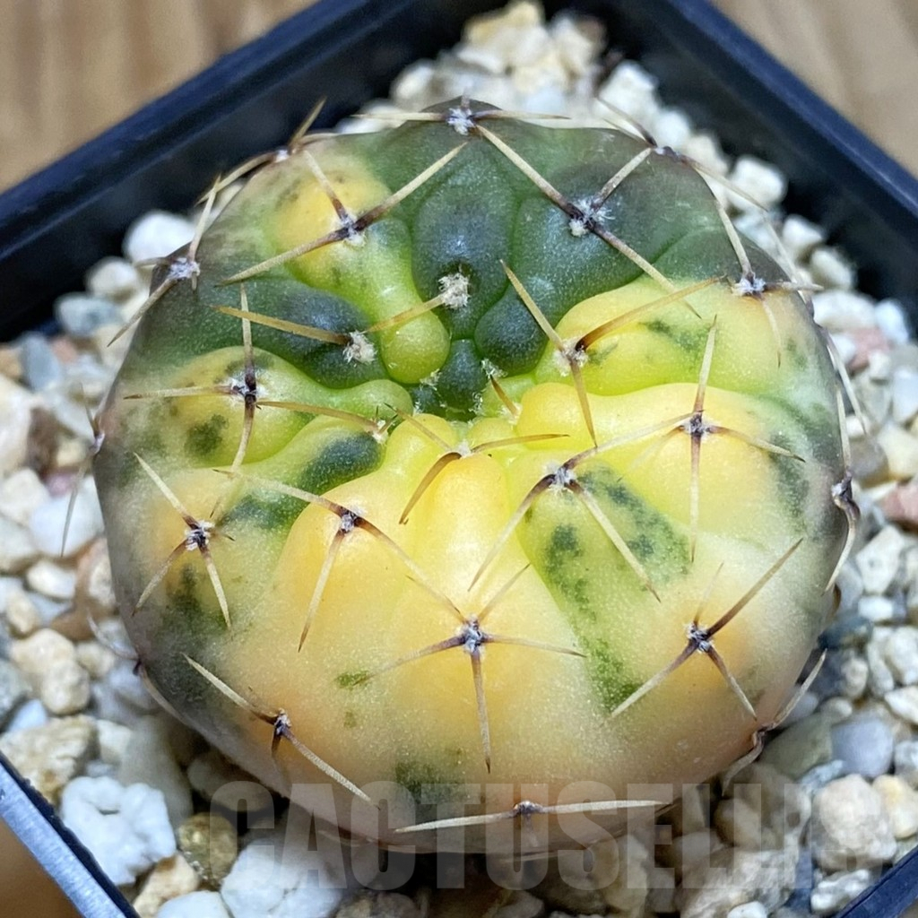 SH4783 Gymnocalycium stellatum f. variegata, seedling